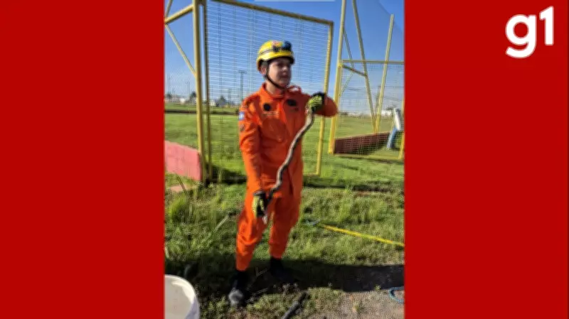 Jiboia cinza assusta trabalhadores e é resgatada com sucesso na MT-449