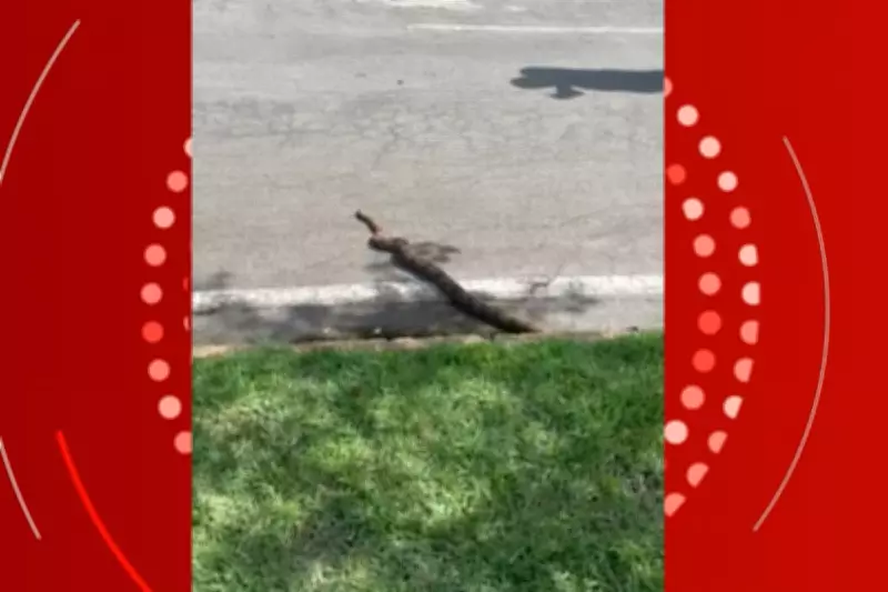 Jiboia de 1,5 metro é resgatada após 'passear' em ciclovia de parque em Cuiabá