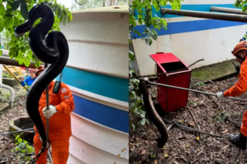 Jiboia de grande porte é resgatada em estação de esgoto em Primavera do Leste