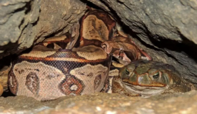 Jiboia e sapo-cururu compartilham toca em cena rara na Caatinga paraibana