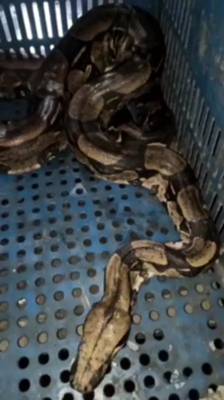 Jiboia é resgatada de carroceria de caminhão em Itatiaia após viagem da Serra das Araras