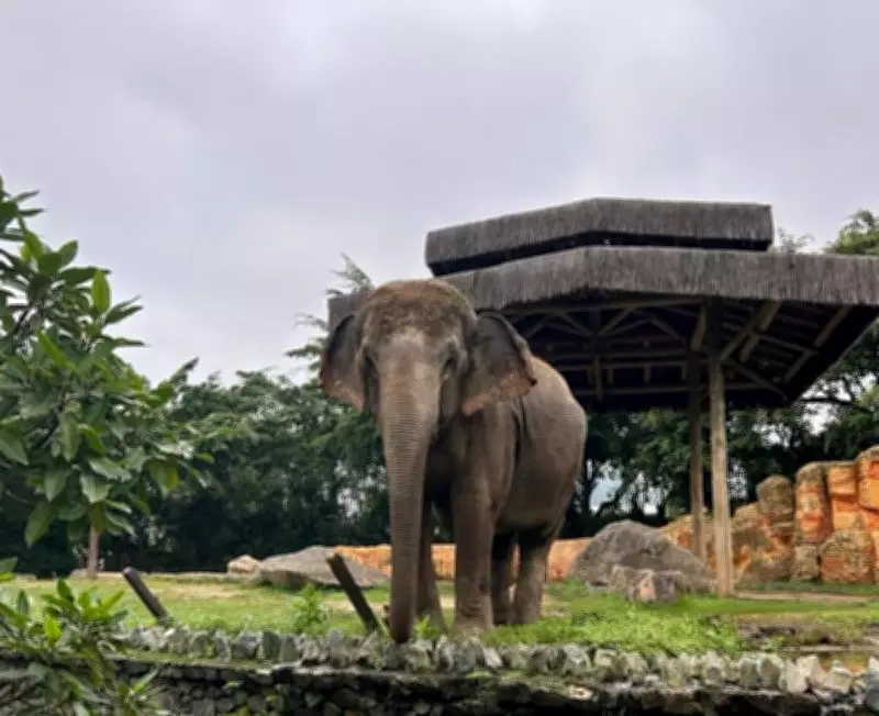 Justiça decide que elefanta Baby permanece no Beto Carrero até fim de disputa judicial