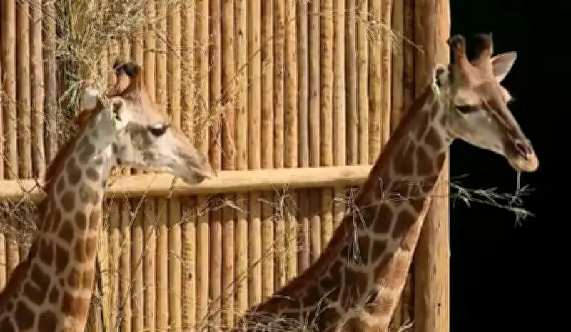 Justiça Federal condena responsáveis por importação fraudulenta de girafas no Rio