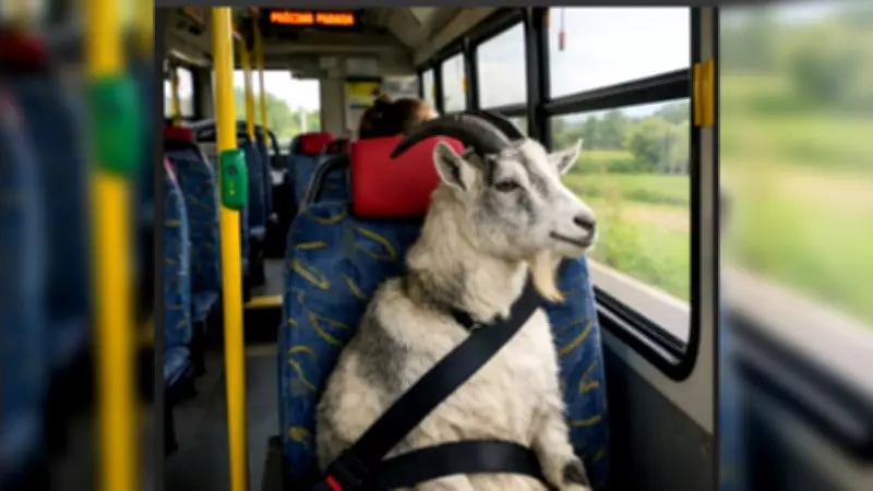 Justiça libera retorno de transporte público em Pilar do Sul após interdição polêmica