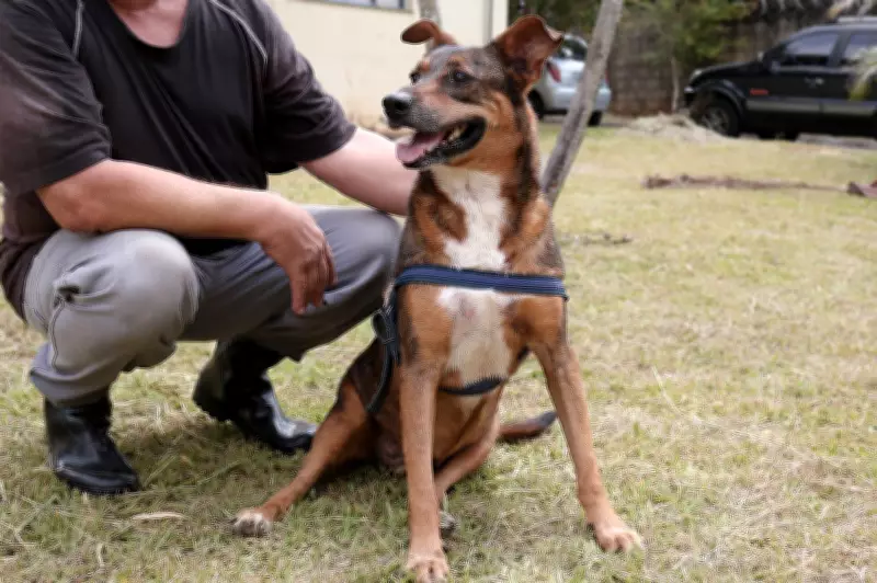 Justiça obriga Prefeitura de Campo Grande a criar abrigo público para animais abandonados