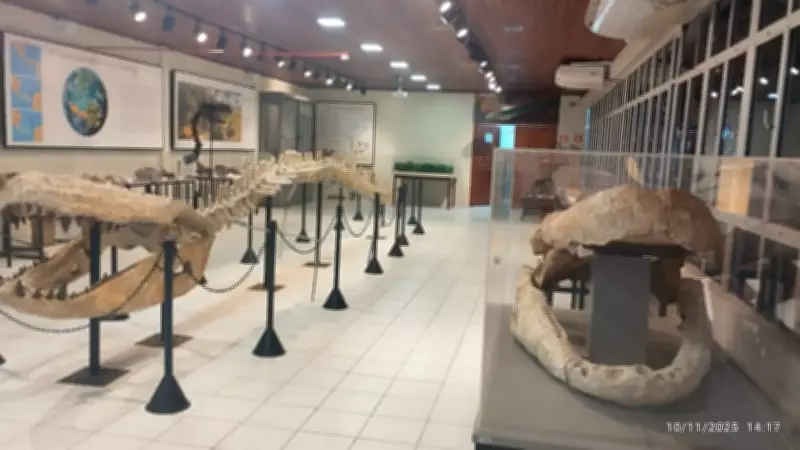 Laboratório de Paleontologia da Ufac reabre com fósseis de animais gigantes da Amazônia