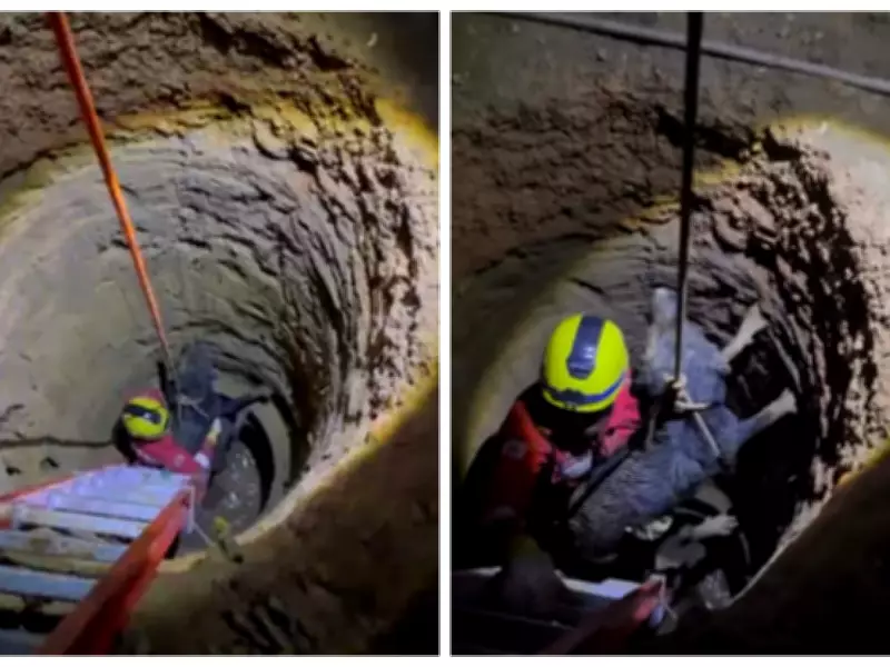 Labrador é resgatado de cisterna de 7 metros em zona rural de Rio Pardo de Minas