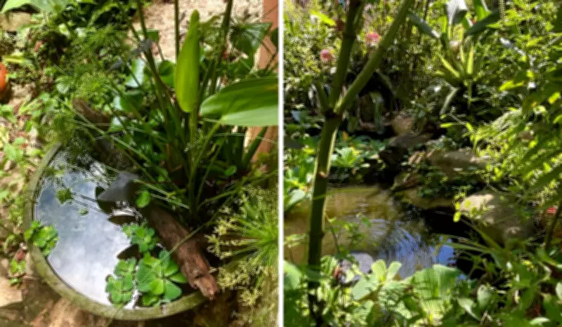 Lagos biodiversos: a 'água selvagem' que transforma quintais em refúgios ecológicos