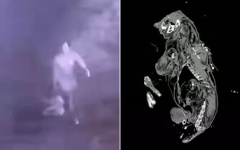 Laudo confirma que pit bull morto em Mineiros foi baleado, contradizendo versão inicial