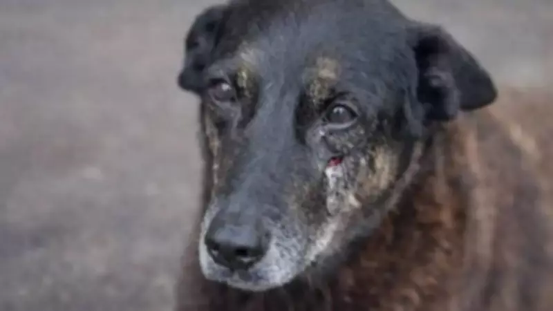 Laudo sobre morte do cão Orelha não identifica causa, mas não descarta trauma