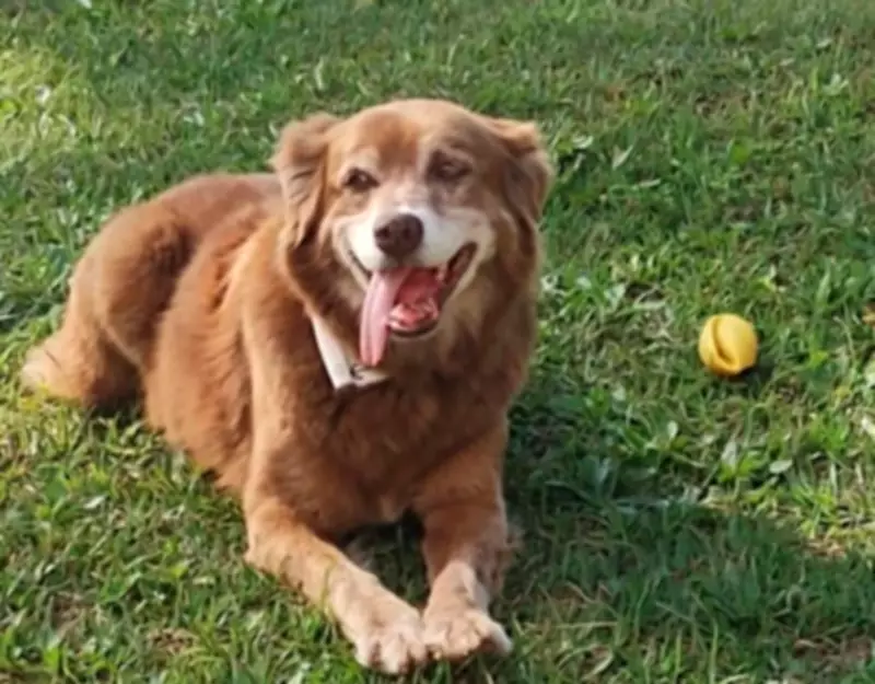 Lei Bob Coveiro: SP autoriza sepultamento de pets em jazigos familiares