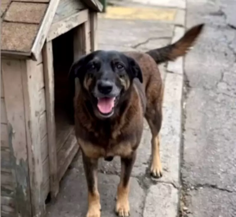Lei de maus-tratos a animais: punições e caso do cão Orelha em Florianópolis