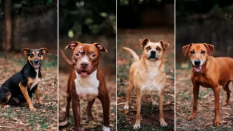 Lei paulista autoriza sepultamento de cães e gatos em túmulos de seus tutores