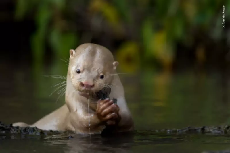 Lontra rara com leucismo é fotografada no Pantanal e concorre a prêmio internacional de fotografia