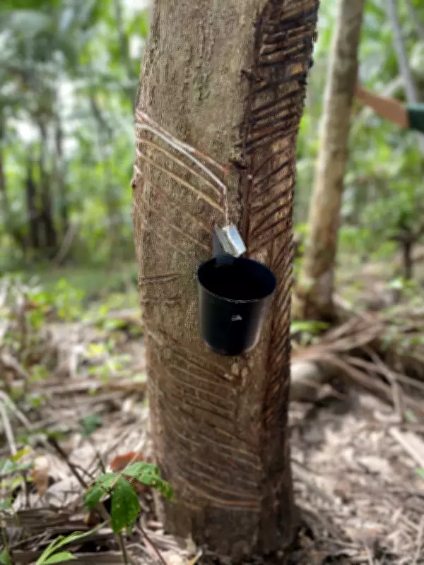 Látex da Amazônia: O Ouro Branco que Moldou Belém e Explorou Trabalhadores