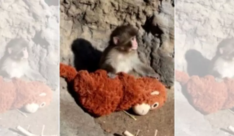 Macaco bebê rejeitado encontra conforto em pelúcia e especialistas explicam comportamento