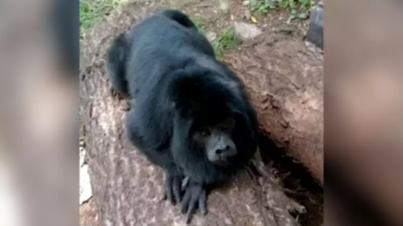 Macaco 'Mochila' é apreendido pelo Ibama em São Francisco de Assis após protestos