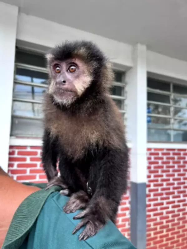 Macaco-prego é resgatado de venda ilegal em Santa Isabel e encaminhado ao Parque Ecológico do Tietê