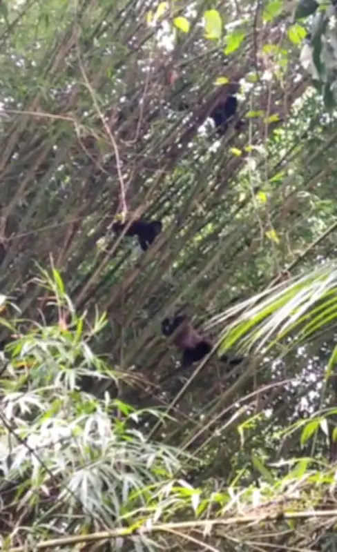 Macacos-pregos-pretos são avistados no Parque Estadal da Pedra Selada no Rio de Janeiro