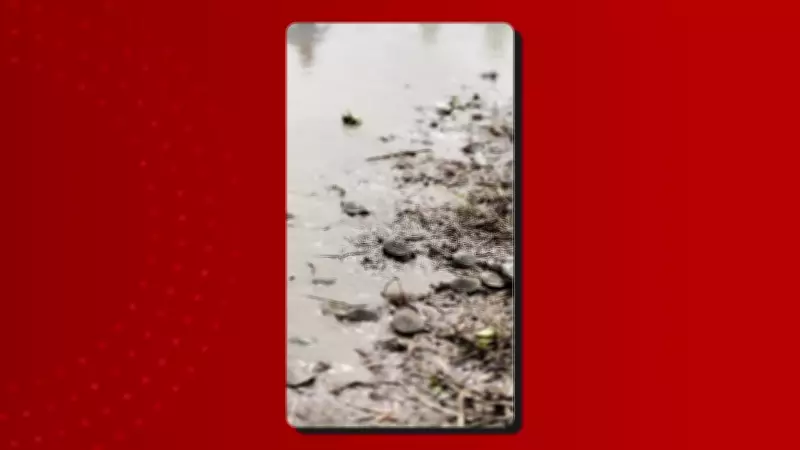 Mais de 70 mil quelônios são devolvidos à natureza em projeto de conservação no Amazonas