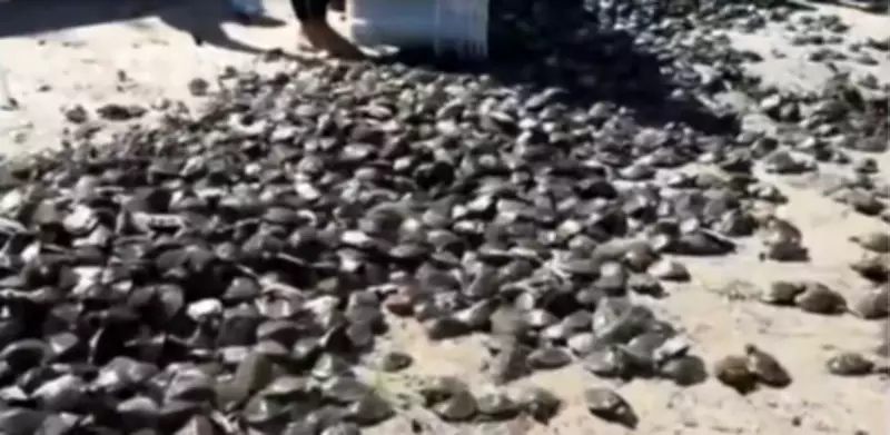 Mais de 9 mil quelônios são devolvidos à natureza no Rio Uatumã em Presidente Figueiredo