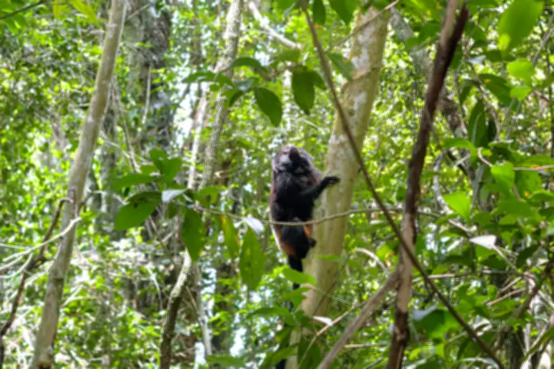 Manejo de populações amplia diversidade genética do mico-leão-preto em São Paulo