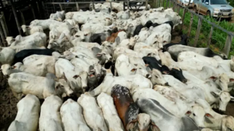 Manejo intensivo impulsiona pecuária de corte no Maranhão com ganhos de peso