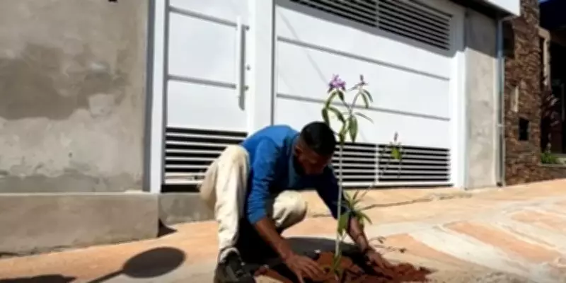 Marília oferece plantio gratuito de árvores em calçadas para moradores