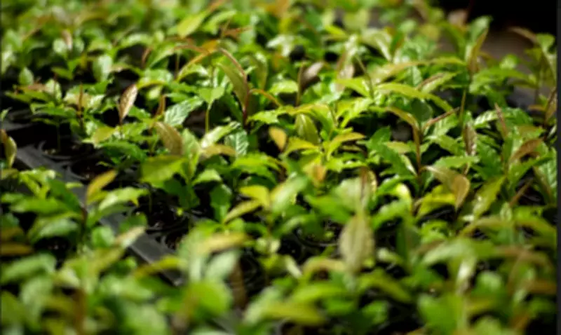 Mata Atlântica: de bioma devastado a exemplo global de restauração florestal