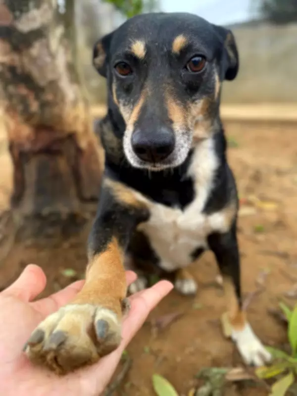 Maus-tratos a animais no Alto Tietê: denúncias crescem e ONGs lutam por adoção
