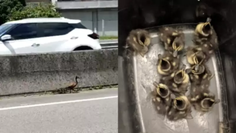 Mãe marreco e nove filhotes são resgatados da BR-101 em Tubarão após risco de atropelamento