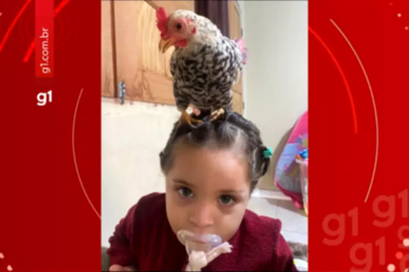 Menina de 2 anos no Acre tem galinha como animal de estimação e cria laço familiar