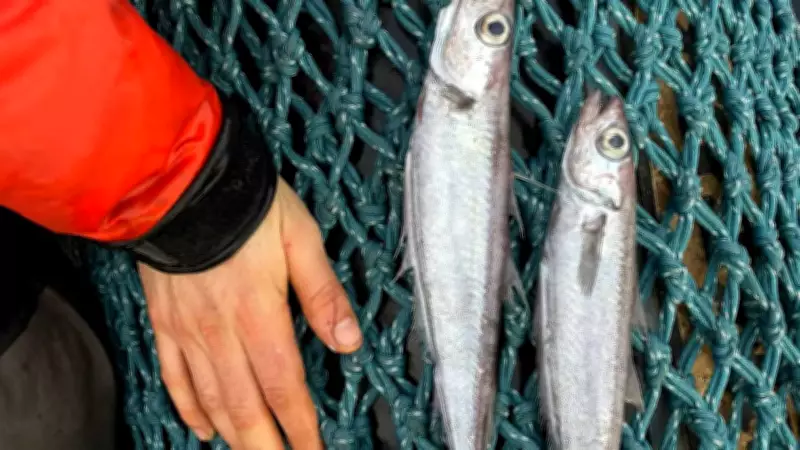 Milhares de peixes mortos no rio Imaruí em Palhoça preocupam moradores e autoridades