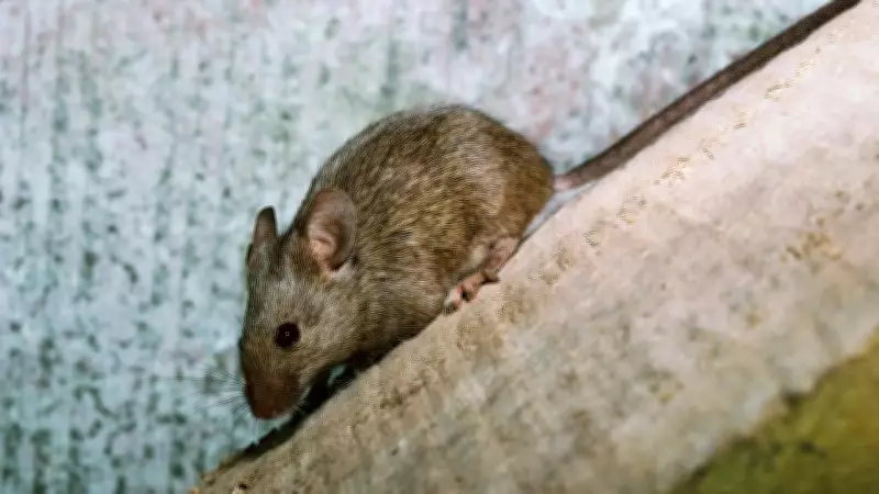 Morador de South Lake Tahoe contrai peste após picada de pulga infectada durante acampamento