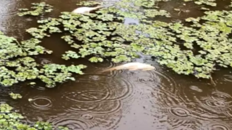 Mortandade de peixes no rio Igarapé Grande preocupa comunidades do Bailique, no Amapá
