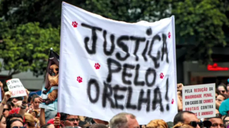 Morte do cão Orelha em Florianópolis gera revolta nacional e projetos de lei