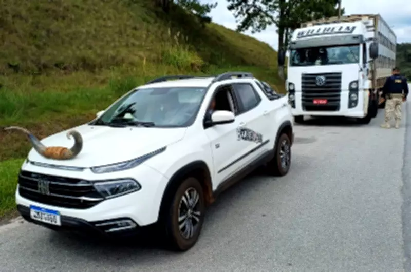 Motorista é multado por instalar chifre de boi no capô da picape em SC