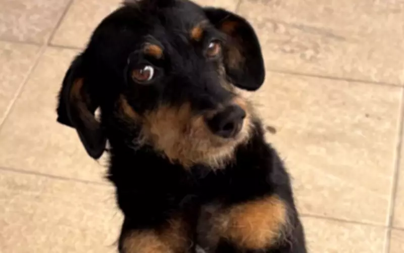 Motorista atropela cachorra duas vezes e foge em Cajuru, SP; caso é investigado