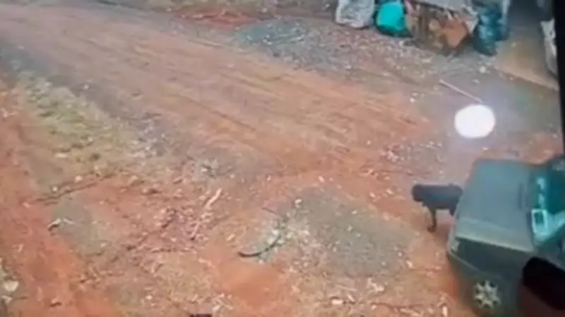 Motorista atropela cachorro e foge sem prestar socorro em Nova Aliança (SP)