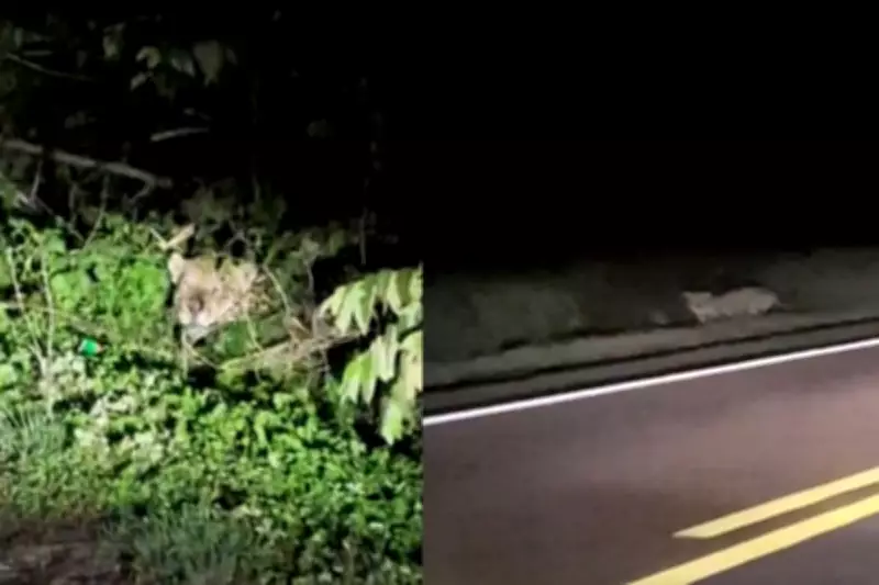 Motorista flagra onça-pintada na BR-262 em MS: encontro raro no Pantanal emociona