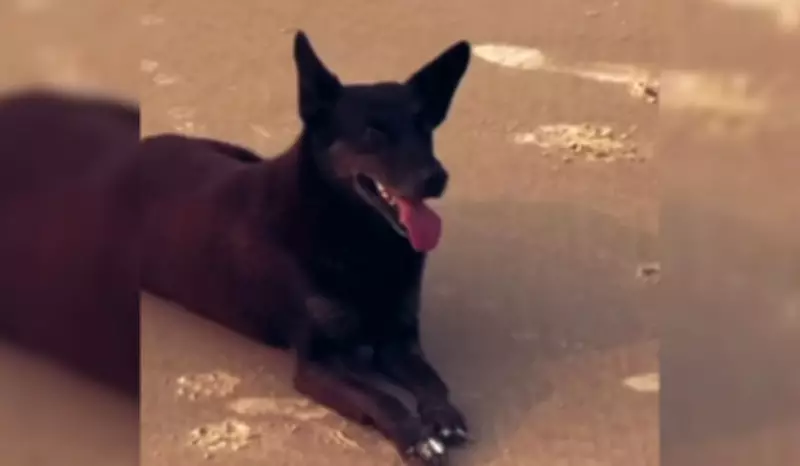 MPSC pede novas diligências sobre agressões ao cão Orelha em Florianópolis