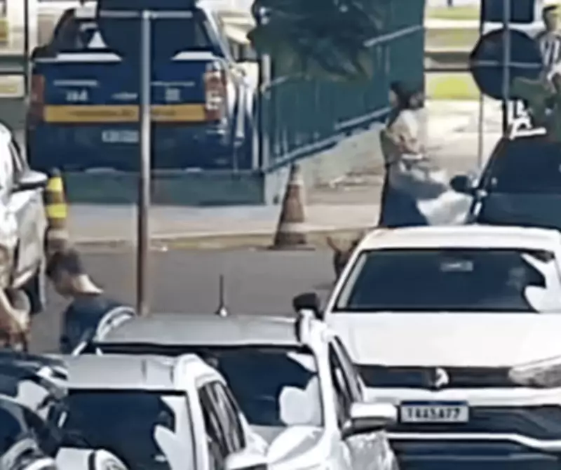 Mulher é indiciada por maus-tratos após abandonar cadela em rodoviária de Florianópolis