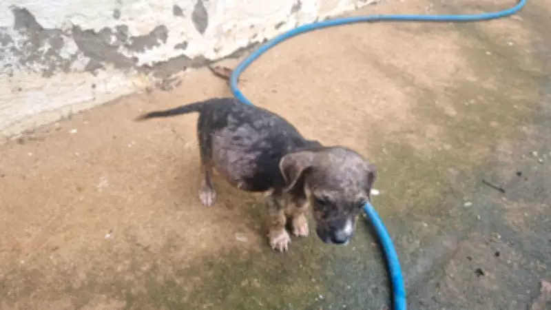 Mulher é presa por maus-tratos a 22 cães em fazenda de Uberlândia