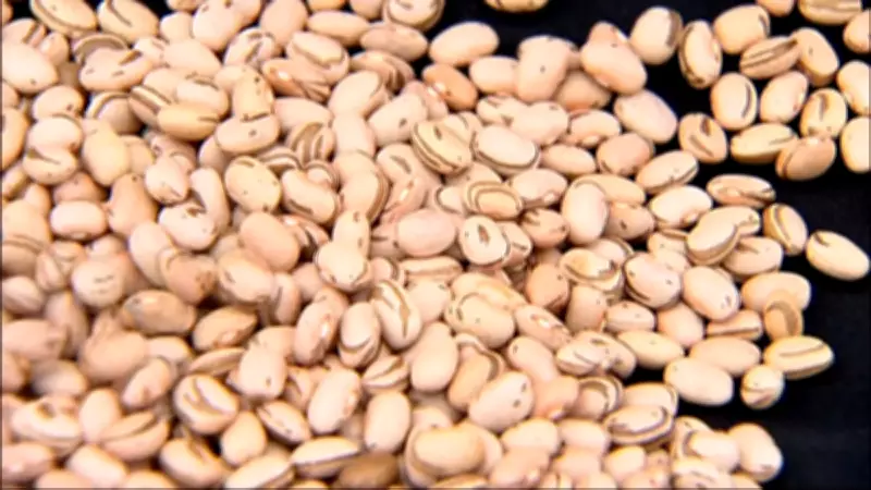 Índia abre mercado para feijão guandu brasileiro com potencial de elevar exportações em 40%