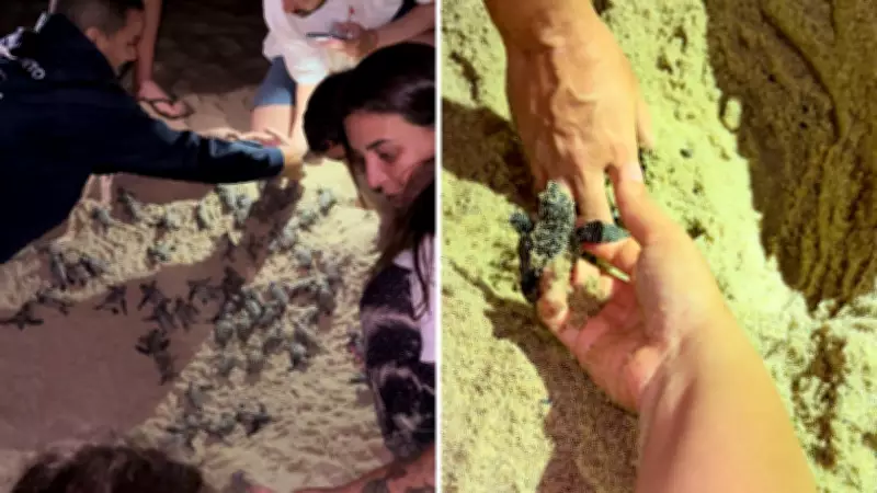 Ninho com 86 filhotes de tartarugas-cabeçudas é descoberto em praia de São Sebastião, SP