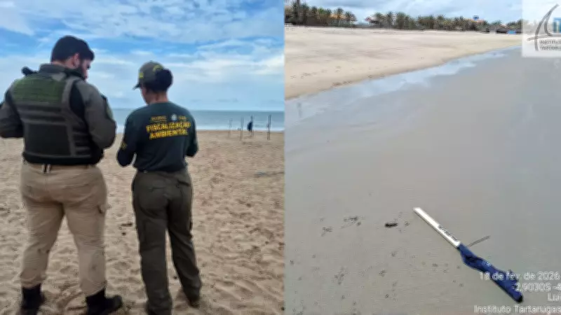 Ninhos de tartarugas são violados durante o carnaval no litoral do Piauí
