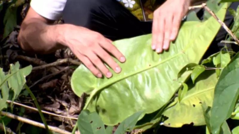 Nova espécie de planta é descoberta no ES: Antúrio das Pedras encontrado em Linhares