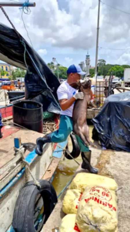 Oito animais são resgatados de embarcação irregular na Feira do Açaí, em Belém