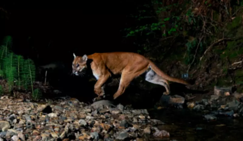 Onça-parda é flagrada em campus da Unesp de Rio Claro (SP) em vídeo raro