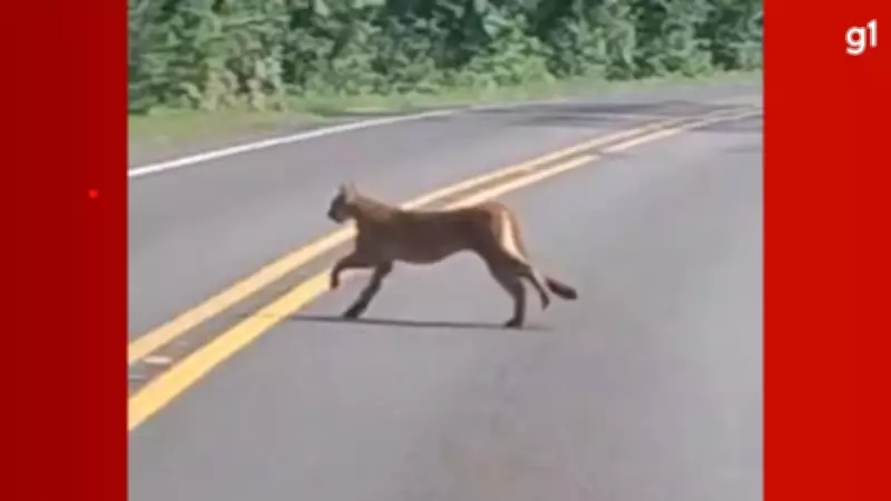 Onça-parda e filhotes são avistados em rodovia do Parque Nacional do Iguaçu